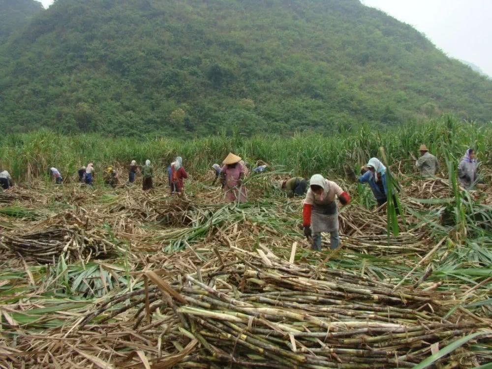 关于抓住机遇促进海南省甘蔗产业 恢复发展的意见