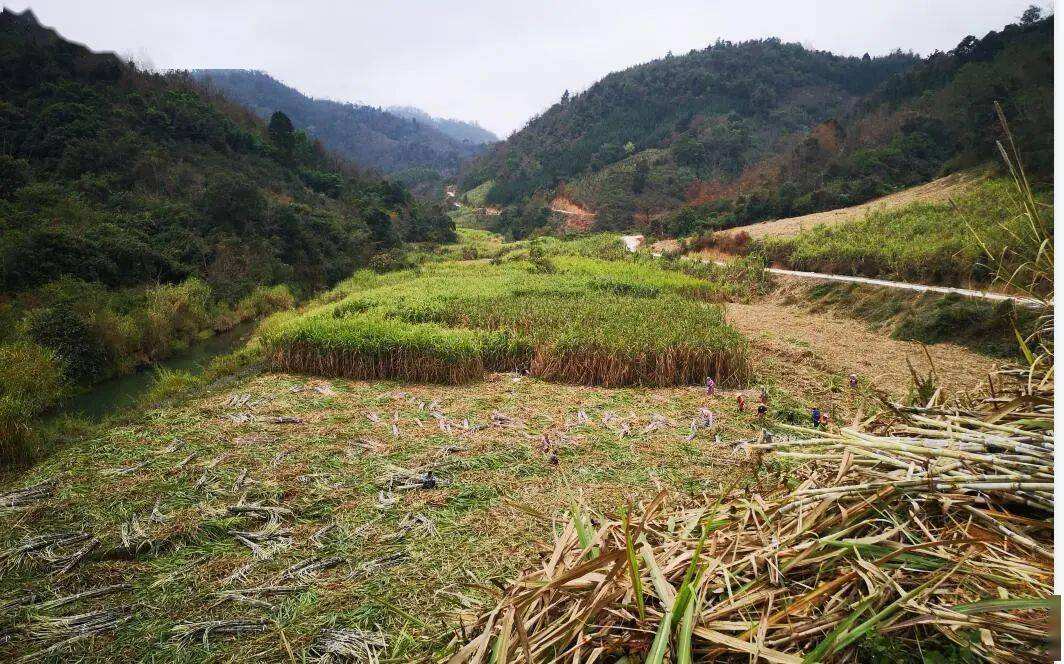 广西糖料蔗生产保护区划定工作方案内容有哪些？